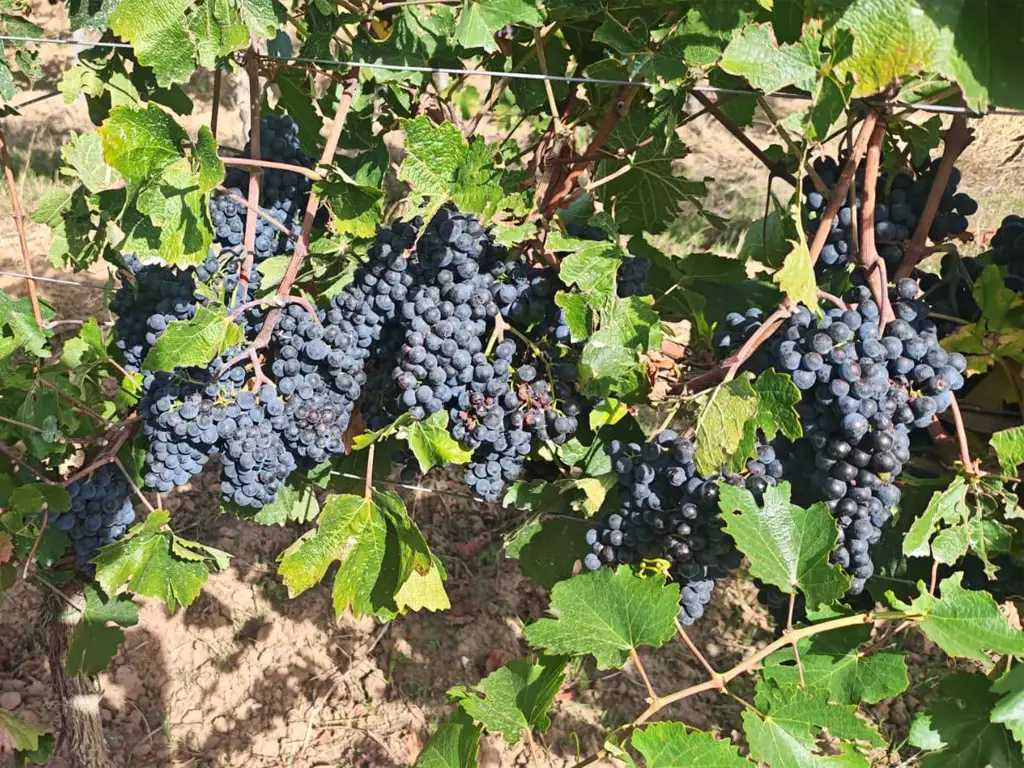 Reife blaue Weintrauben hängen an Rebstöcken mit grünen Weinblättern im sonnigen Weinberg