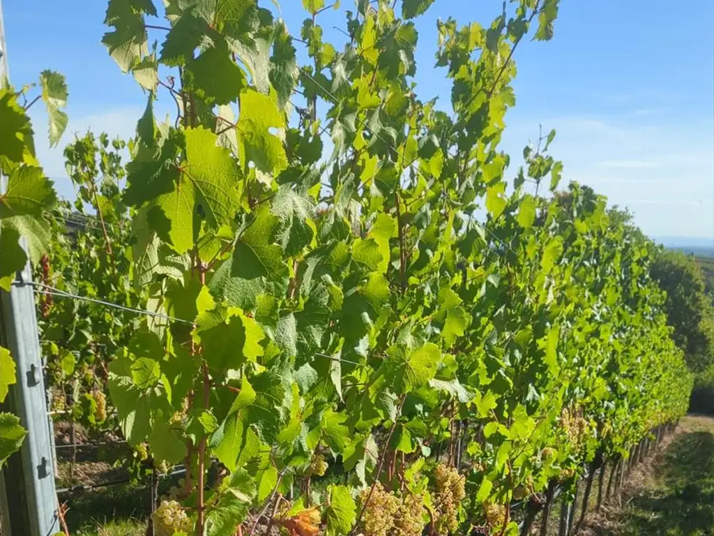 Rebzeile mit reifen weißen Weintrauben an Rebstöcken mit Drahtrahmen und Metallpfahl im sonnigen Weinberg