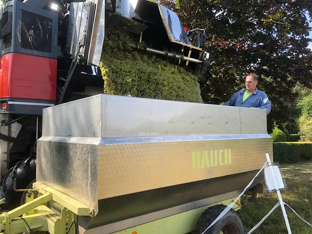 Traubenvollernter entlädt weiße Weintrauben in einen Edelstahl-Traubenwagen